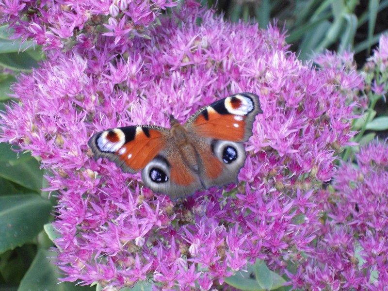 Фото к Список участников и работы конкурса «Явления в природе». Номинация «Мир под лупой»