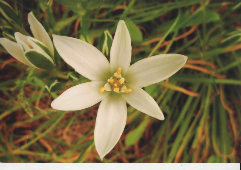 Фото к Список участников и работы конкурса «Явления в природе». Номинация «Мир под лупой»