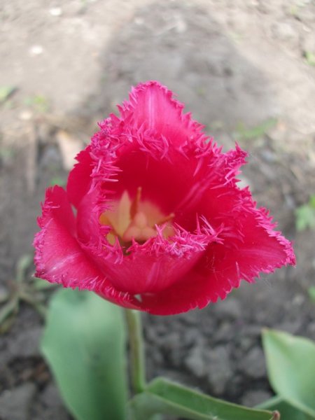 Фото к Список участников и работы конкурса «Явления в природе». Номинация «Мир под лупой»