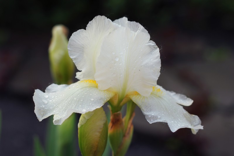 Фото к Список участников и работы конкурса «Явления в природе». Номинация «Мир под лупой»