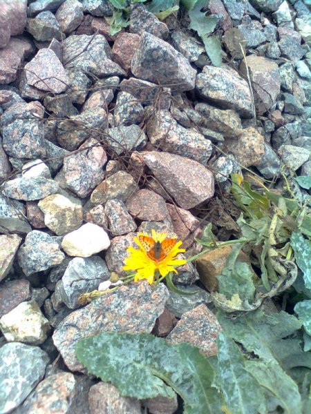 Фото к Список участников и работы конкурса «Явления в природе». Номинация «Мир под лупой»