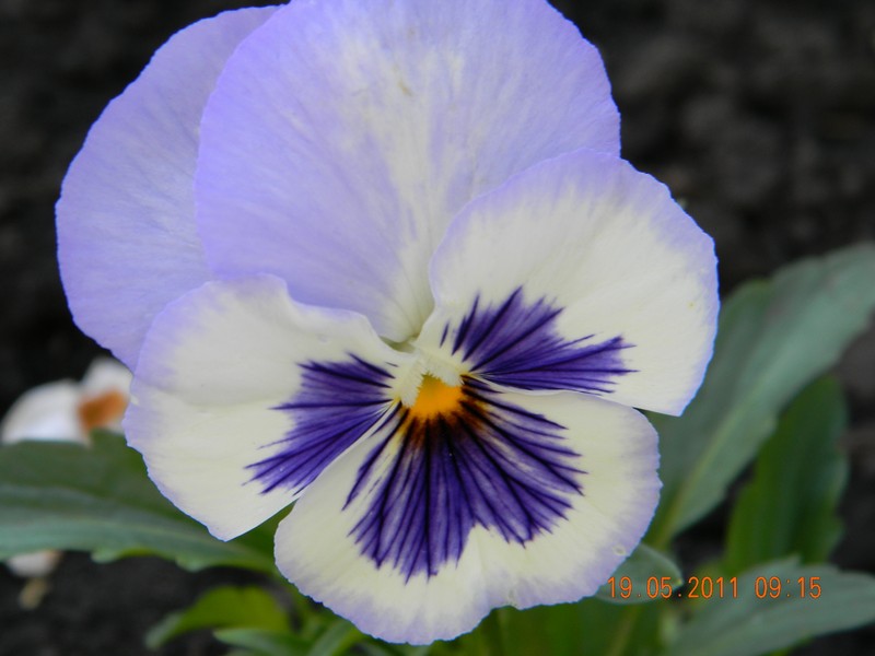 Фото к Список участников и работы конкурса «Явления в природе». Номинация «Мир под лупой»