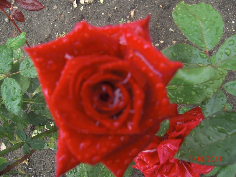 Фото к Список участников и работы конкурса «Явления в природе». Номинация «Мир под лупой»