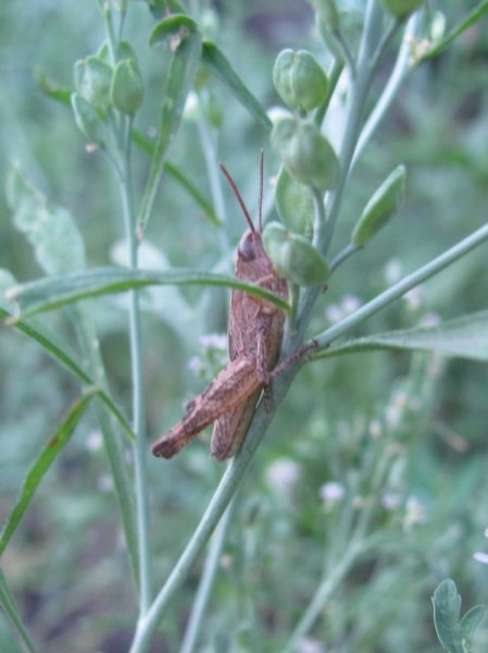 Фото к Список участников и работы конкурса «Явления в природе». Номинация «Мир под лупой»