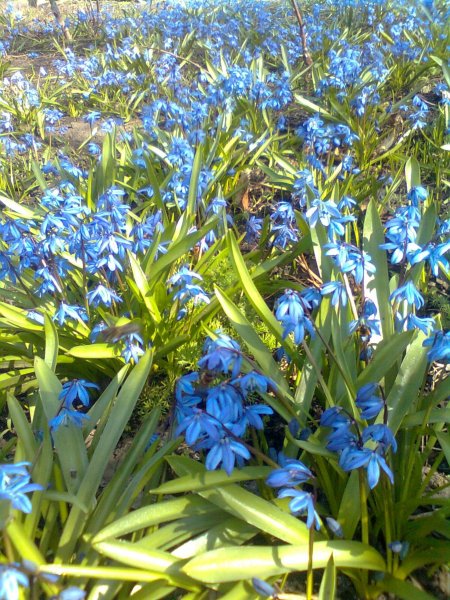 Фото к Список участников и работы конкурса «Явления в природе». Номинация «Мир под лупой»