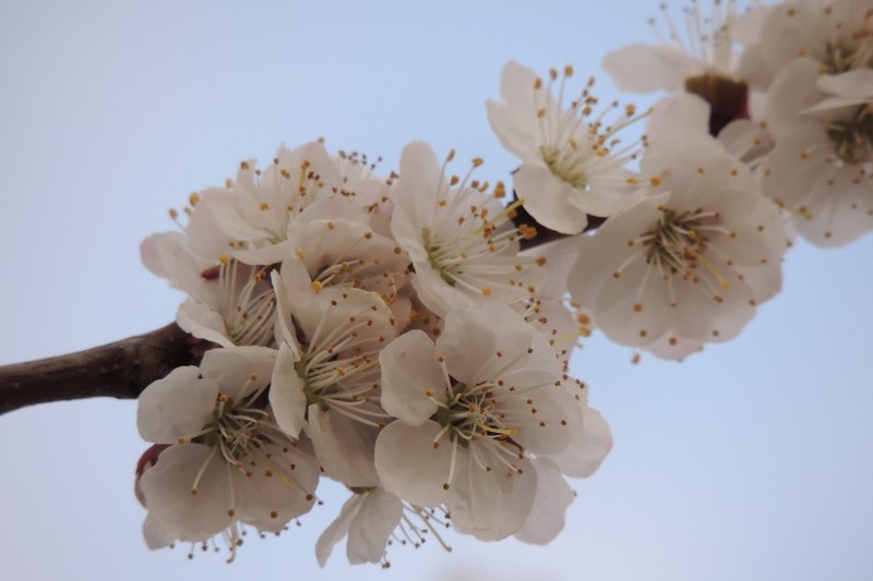 Фото к Список участников и работы конкурса «Явления в природе». Номинация «Мир под лупой»