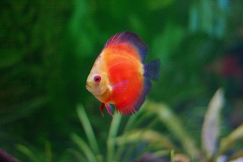 Фото к Список участников и работы конкурса «Явления в природе». Номинация «Мир под лупой»