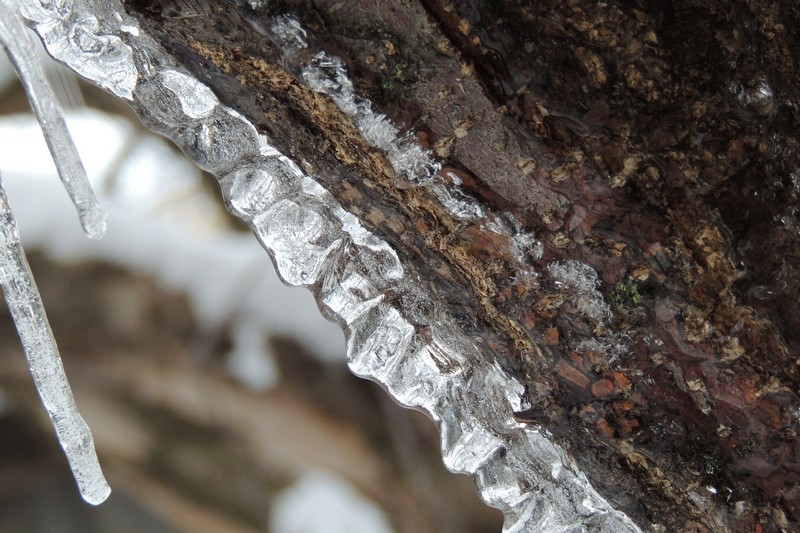 Фото к Список участников и работы конкурса «Явления в природе». Номинация «Мир под лупой»