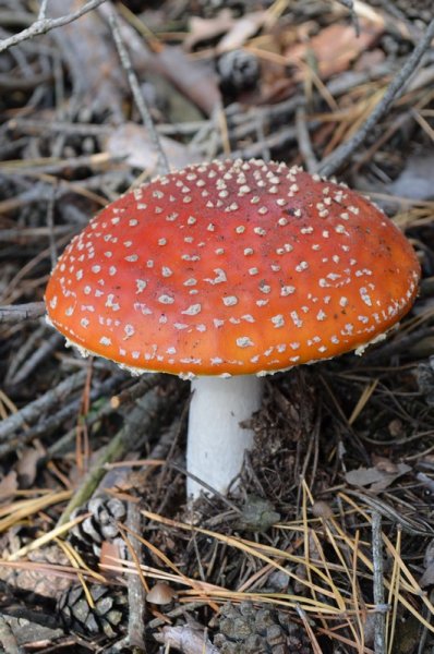 Фото к Список участников и работы конкурса «Явления в природе». Номинация «Мир под лупой»