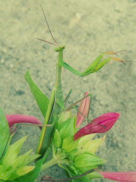 Фото к Список участников и работы конкурса «Явления в природе». Номинация «Мир под лупой»