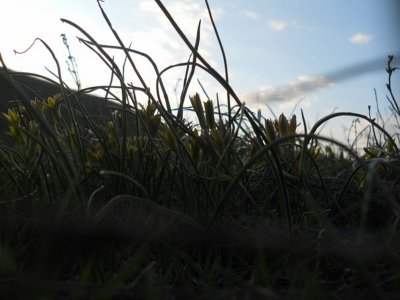 Фото к Список участников и работы конкурса «Явления в природе». Номинация «Мир под лупой»