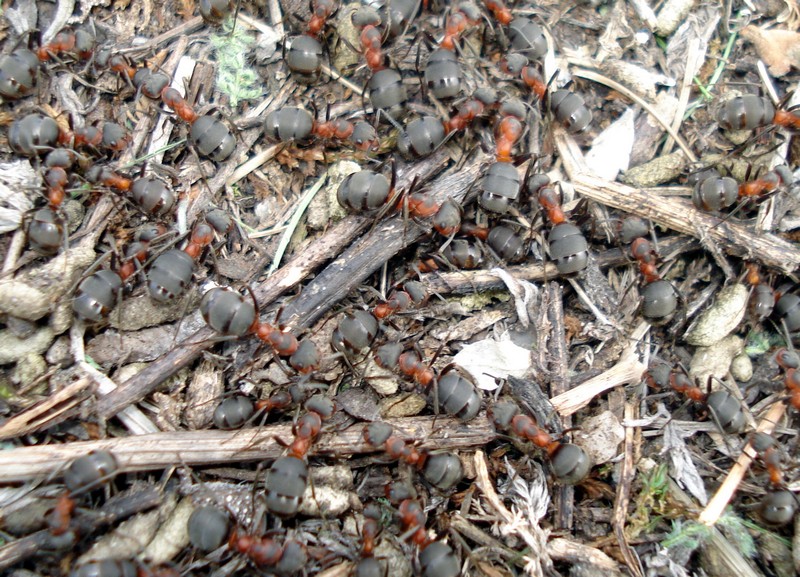 Фото к Список участников и работы конкурса «Явления в природе». Номинация «Мир под лупой»