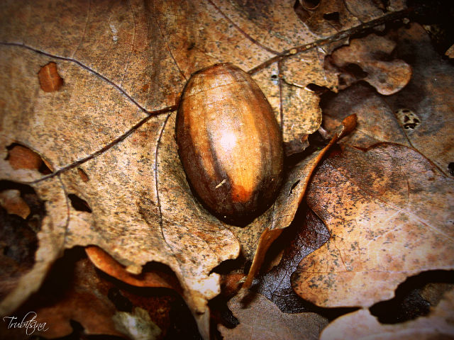 Фото к Список участников и работы конкурса «Явления в природе». Номинация «Мир под лупой»