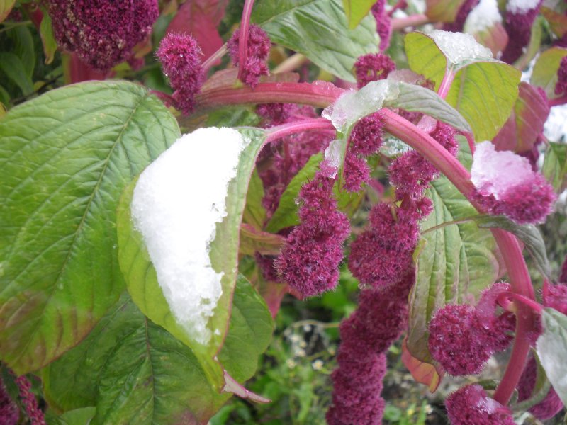 Фото к Список участников и работы конкурса «Явления в природе». Номинация «Мир под лупой»