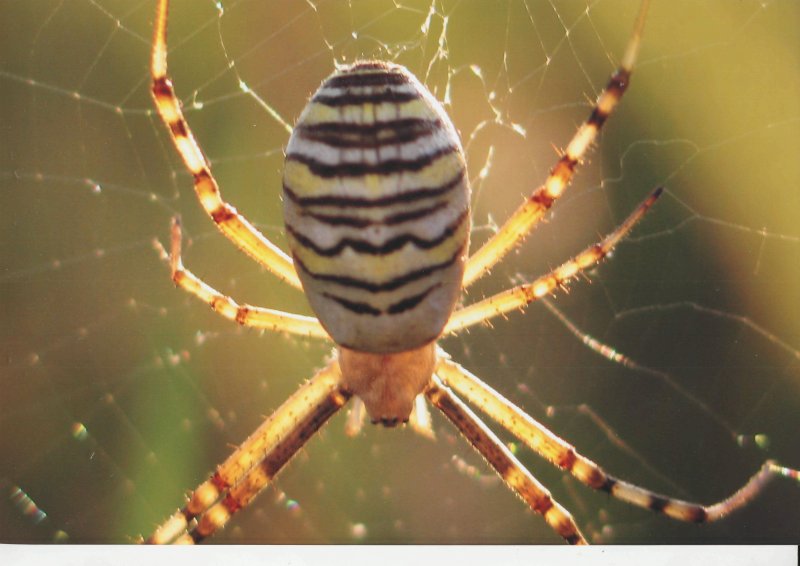 Фото к Список участников и работы конкурса «Явления в природе». Номинация «Мир под лупой»