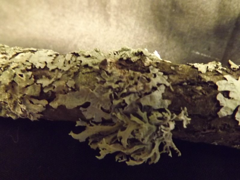 Фото к Список участников и работы конкурса «Явления в природе». Номинация «Мир под лупой»