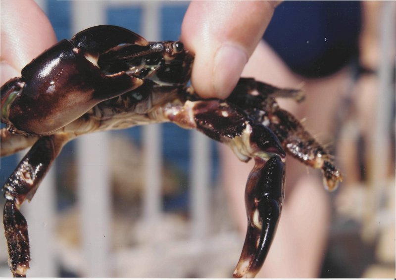 Фото к Список участников и работы конкурса «Явления в природе». Номинация «Мир под лупой»