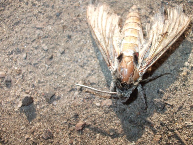 Фото к Список участников и работы конкурса «Явления в природе». Номинация «Мир под лупой»