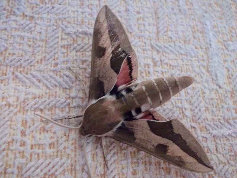 Фото к Список участников и работы конкурса «Явления в природе». Номинация «Мир под лупой»