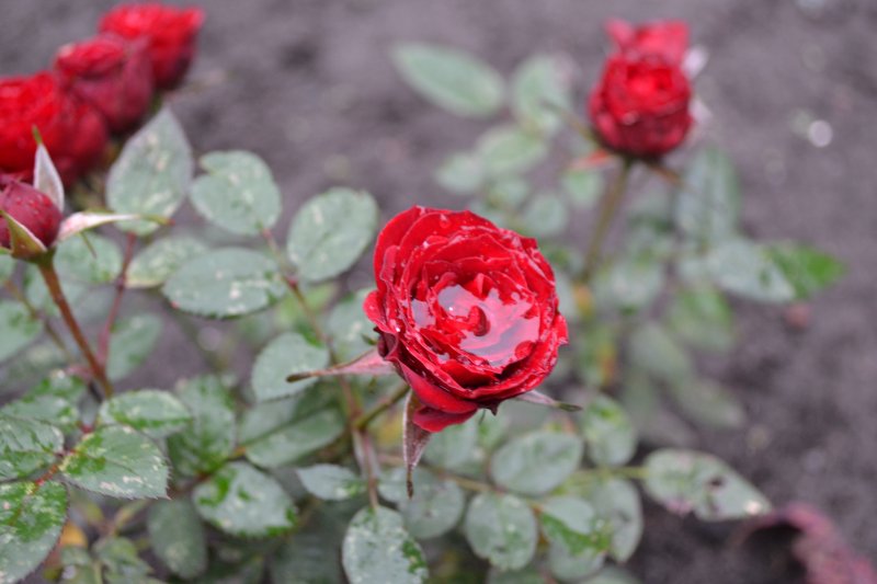 Фото к Список участников и работы конкурса «Явления в природе». Номинация «Мир под лупой»