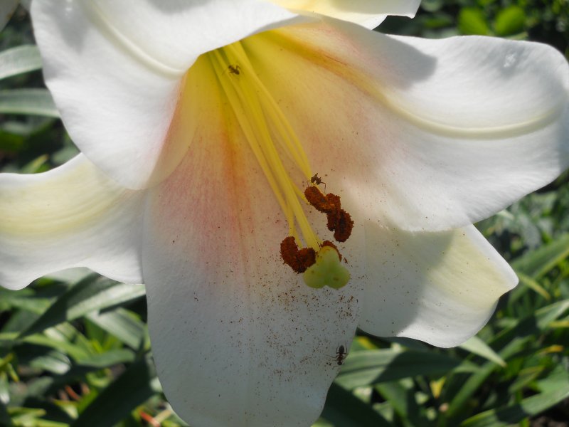 Фото к Список участников и работы конкурса «Явления в природе». Номинация «Мир под лупой»