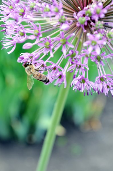 Фото к Список участников и работы конкурса «Явления в природе». Номинация «Мир под лупой»