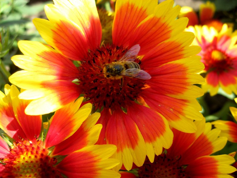 Фото к Список участников и работы конкурса «Явления в природе». Номинация «Мир под лупой»