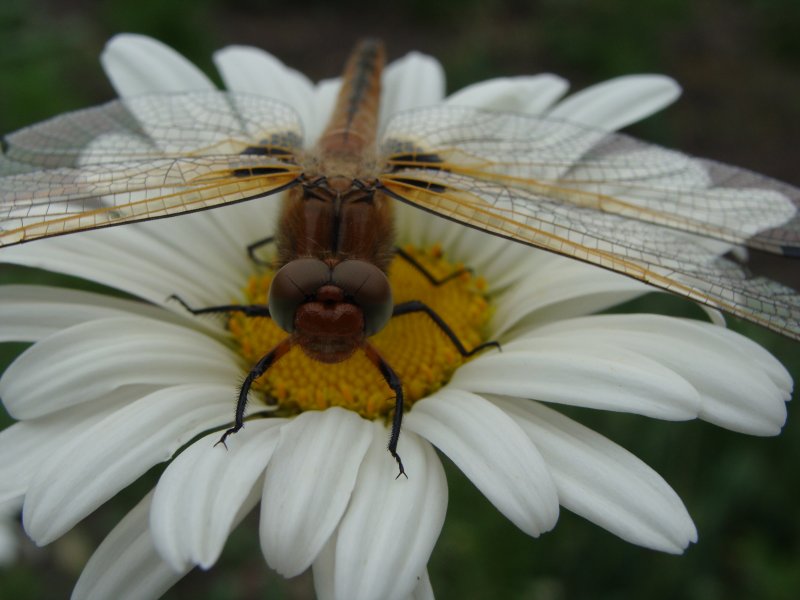 Фото к Список участников и работы конкурса «Явления в природе». Номинация «Мир под лупой»