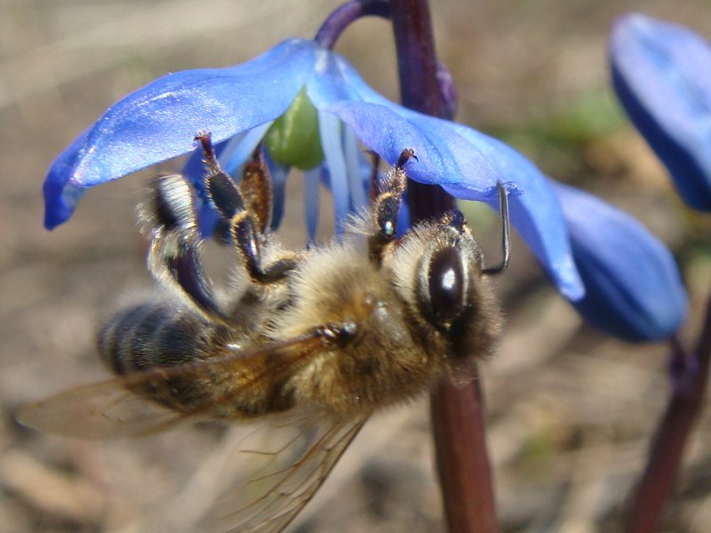 Фото к Список участников и работы конкурса «Явления в природе». Номинация «Мир под лупой»