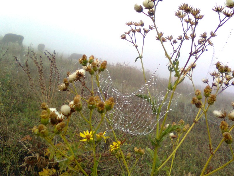 Фото к Список участников и работы конкурса «Явления в природе». Номинация «Мир под лупой»