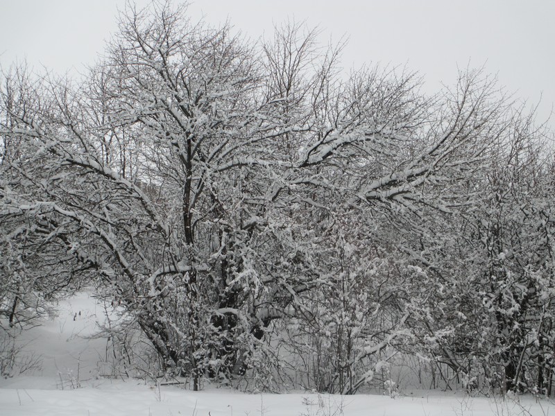 Фото к Список участников и работы конкурса «Явления в природе». Номинация «Фото для учебника»