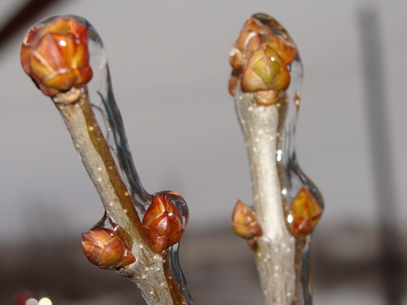 Фото к Список участников и работы конкурса «Явления в природе». Номинация «Фото для учебника»