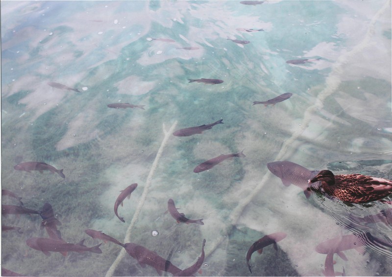 Фото к Список участников и работы конкурса «Явления в природе». Номинация «Энергия движения»