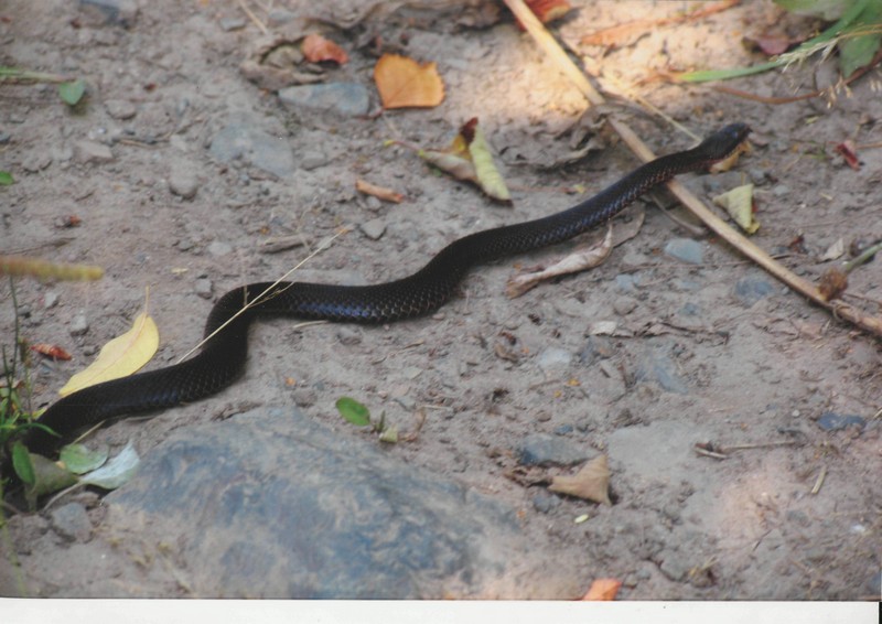 Фото к Список участников и работы конкурса «Явления в природе». Номинация «Энергия движения»