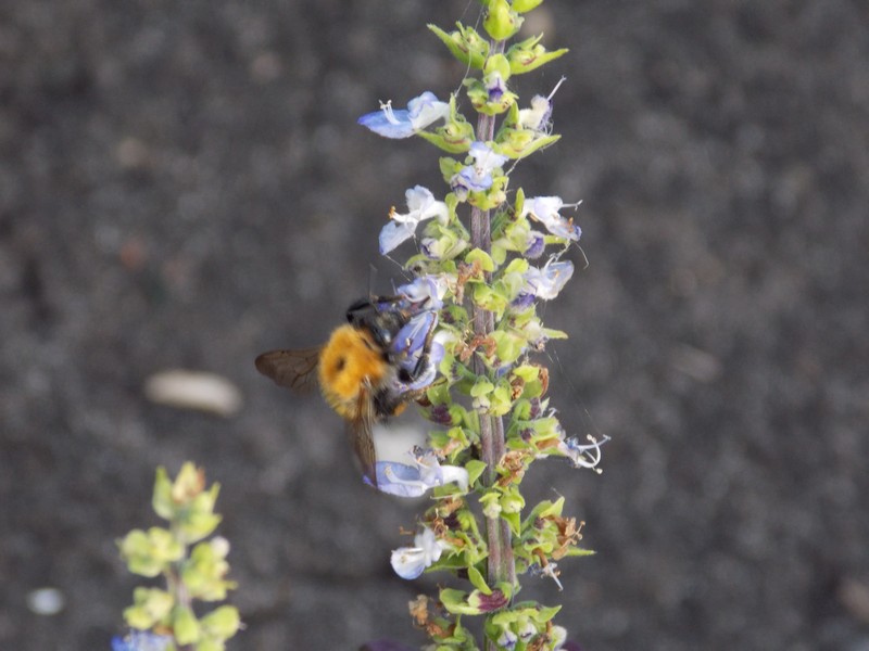 Фото к Список участников и работы конкурса «Явления в природе». Номинация «Энергия движения»