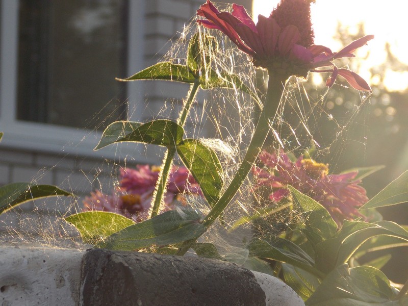 Фото к Список участников и работы конкурса «Явления в природе». Номинация «Энергия движения»