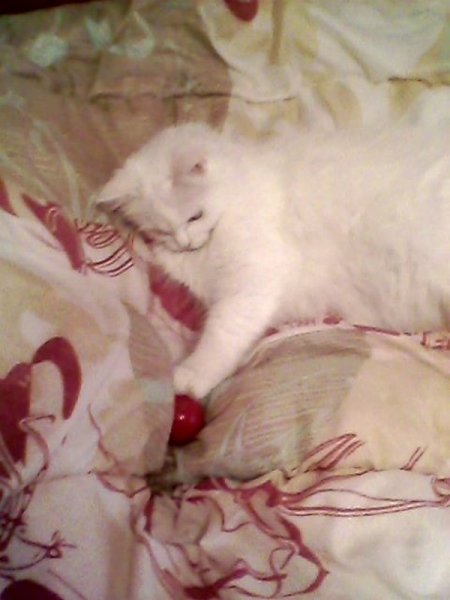 Фото к Список участников и работы конкурса «Явления в природе». Номинация «Энергия движения»